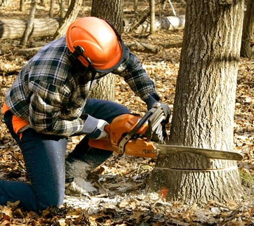 Tree Removal in Prospect Park, PA